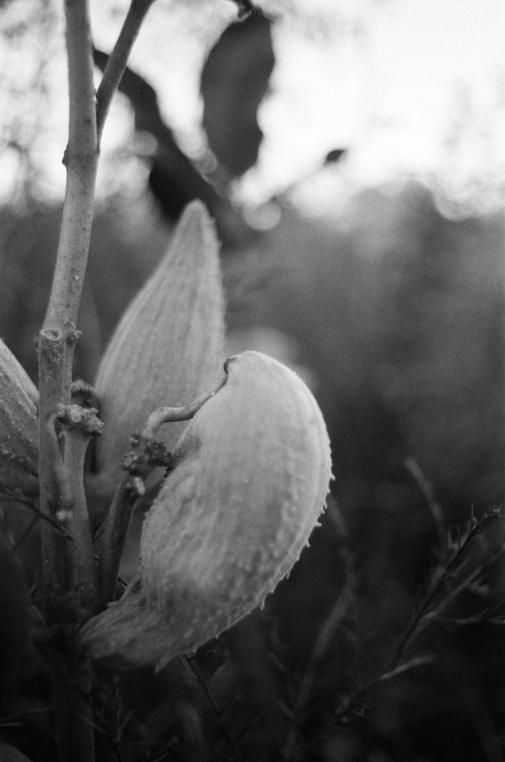 ILFORD FP4 125