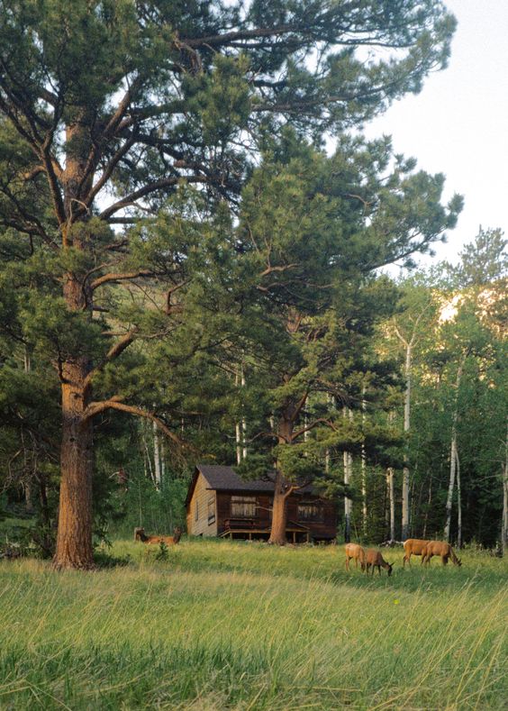 KODAK GOLD 200 (1 ROLL)