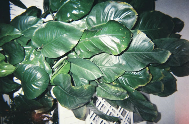 QOMRAH DISPOSABLE