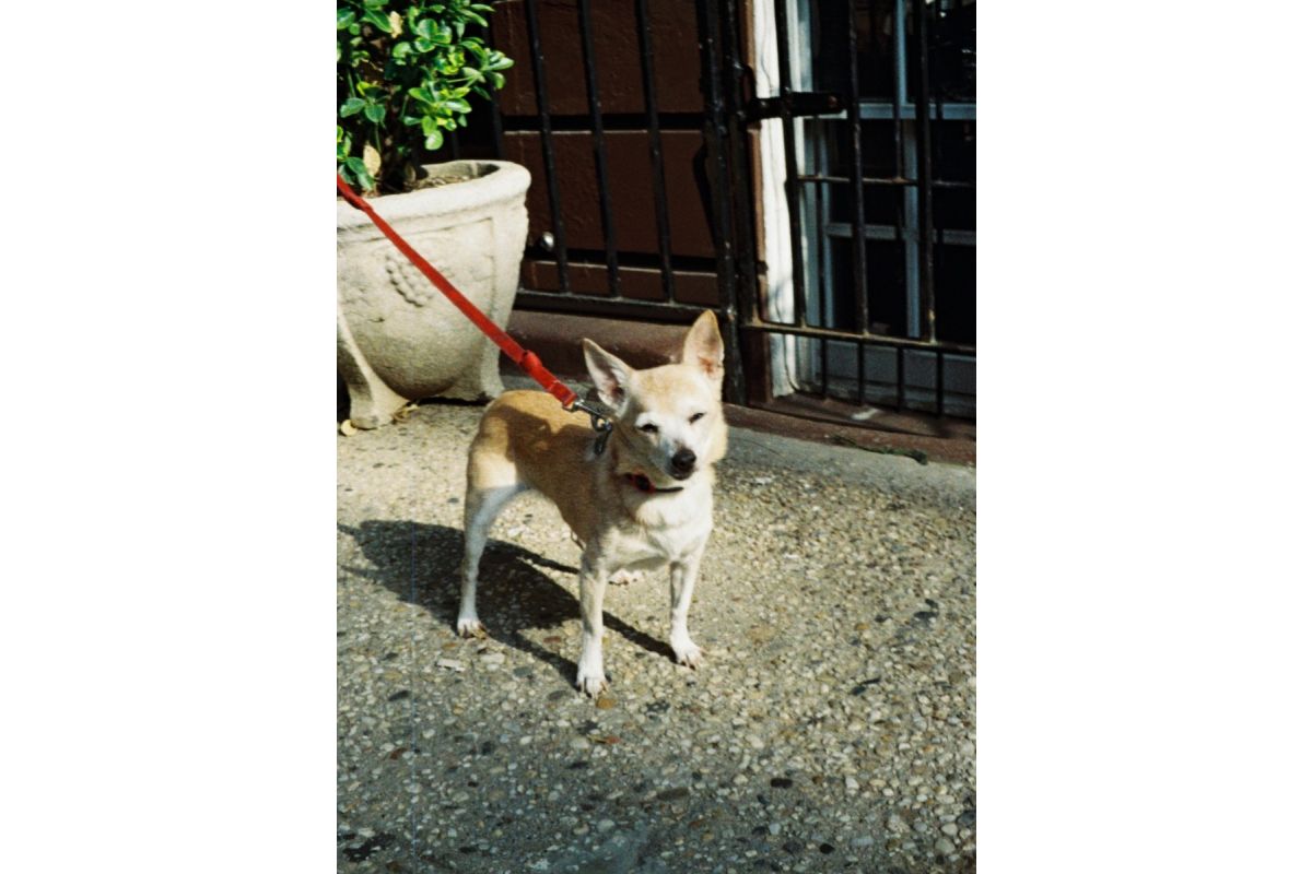 Lomography Tiger Color 200