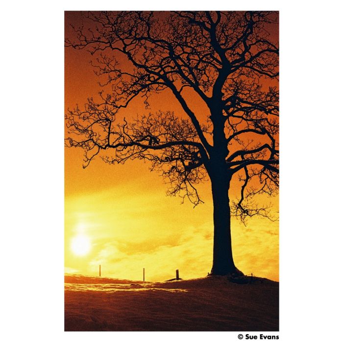 HARMAN Red Redscale 125