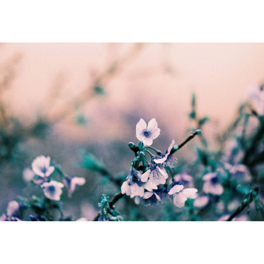 Lomography LomoChrome Turquoise