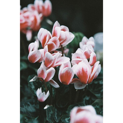 Lomography LomoChrome Color '92 400