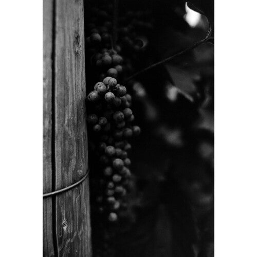 Ferrania P30 80 ISO